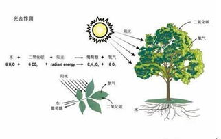 家庭小实验步骤